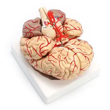 Модель Анатомического органа для препарирования мозга человека в натуральную величину 1: 1